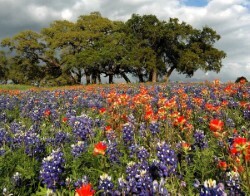 Brazosport Area